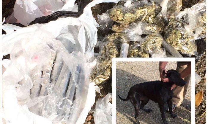 Dog Comes Home With Surprise for Family: A Bag of Marijuana