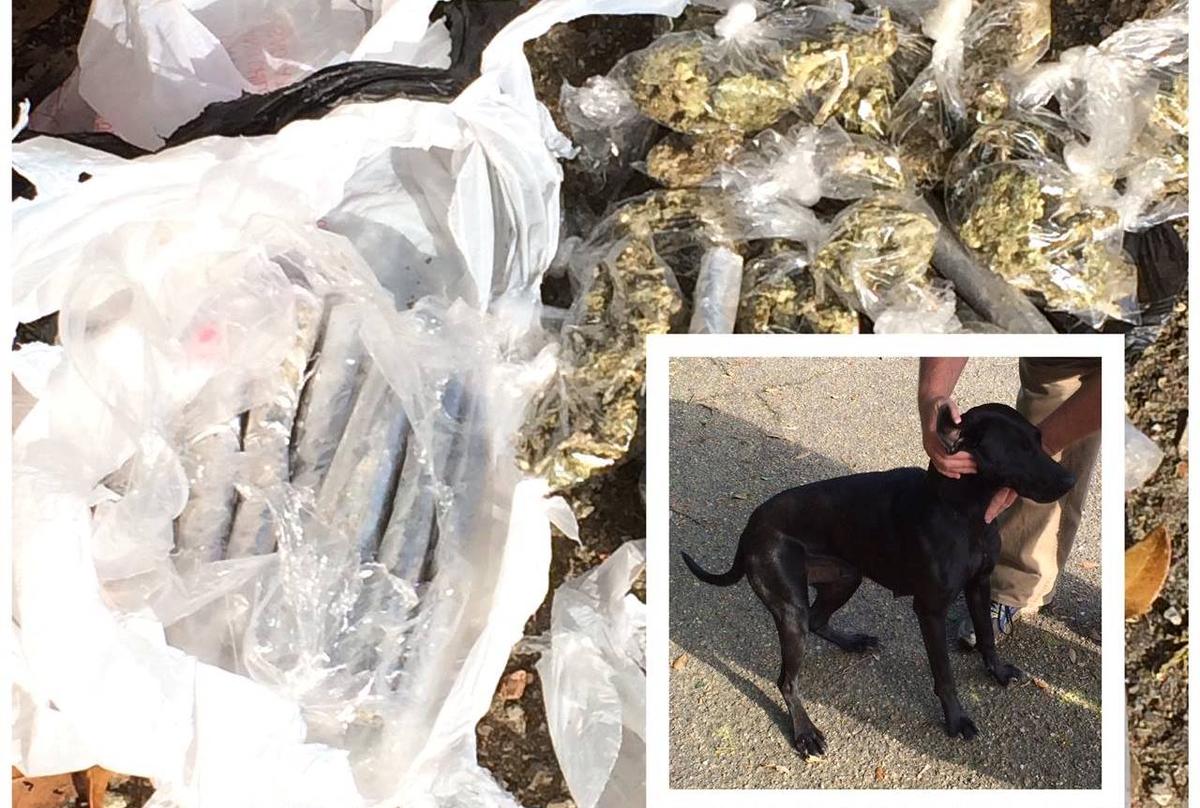 Dog Comes Home With Surprise for Family: A Bag of Marijuana