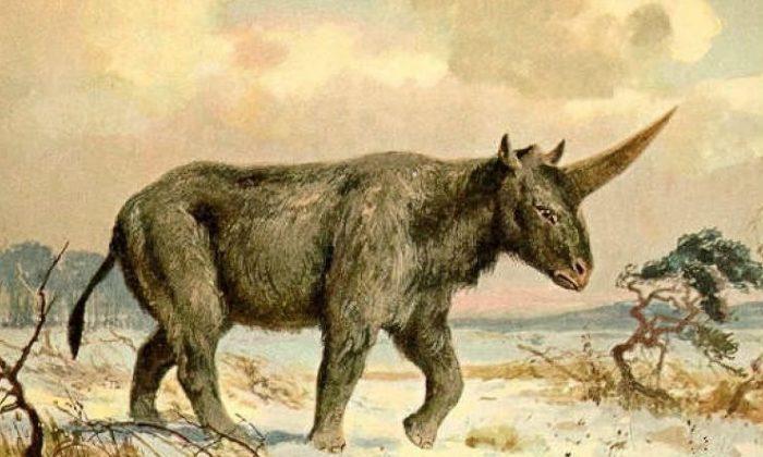 29,000-Year-Old ‘Siberian Unicorn’ Fossil Found