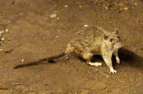 A rat wanders the subway tracks at Union Square in New York in this file photo. (Frank Franklin II/AP Photo)