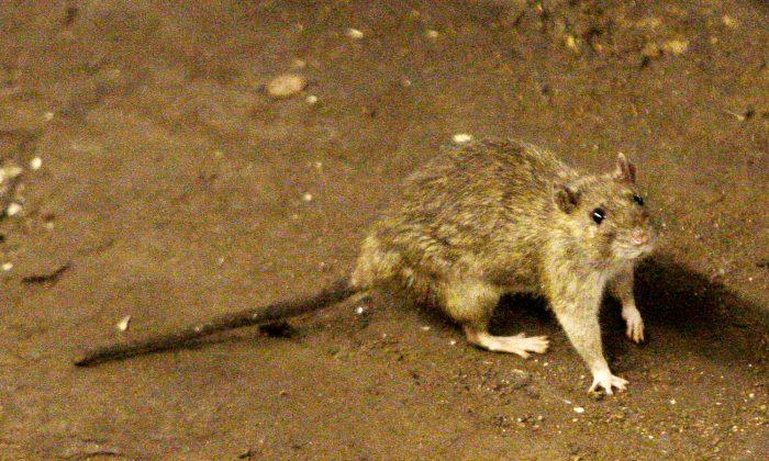 Instagram Video of Rat Climbing Up Sleeping NYC Subway Rider Sparks Many Reactions