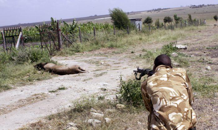 Mohawk the Lion Is Fatally Shot by Kenya Wildlife Rangers
