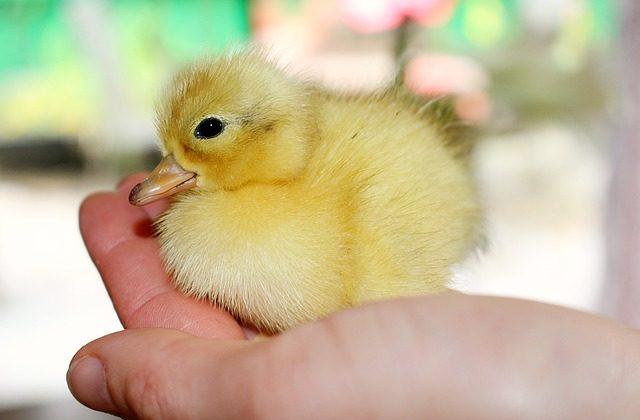 Pet Chickens and Poultry Are Causing a Salmonella Outbreak in the US