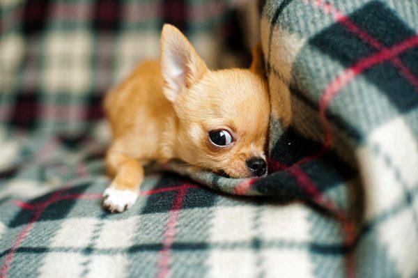 Chihuahua puppy.(kpgolfpro/Pixabay)