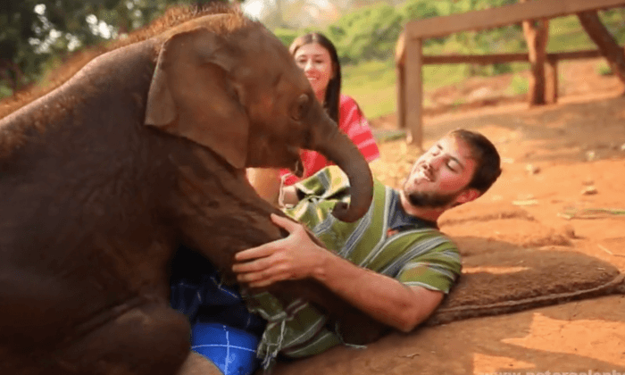 Video: Adorable Baby Elephant Loves to Cuddle People