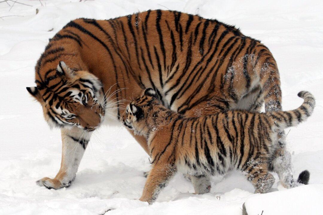 World Could See Double the Tigers—If Conservation Continues, Study Says