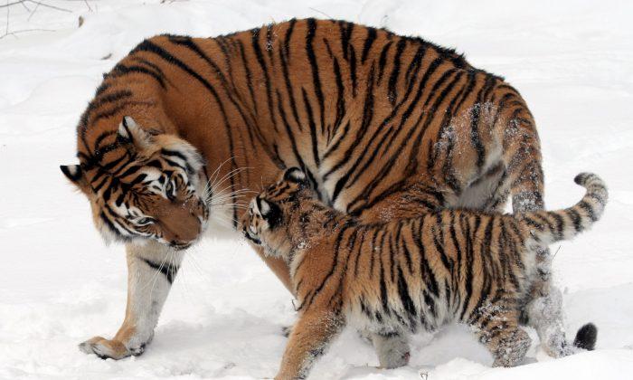 World Could See Double the Tigers—If Conservation Continues, Study Says