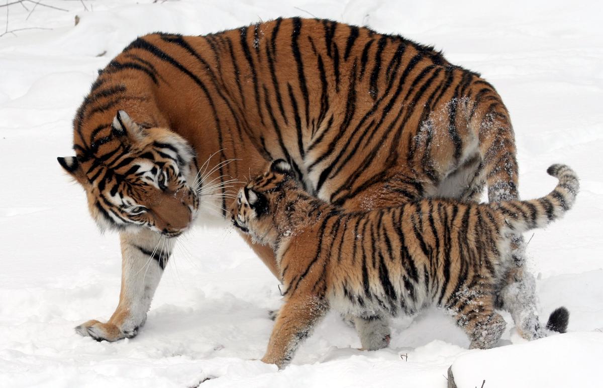 World Could See Double the Tigers—If Conservation Continues, Study Says