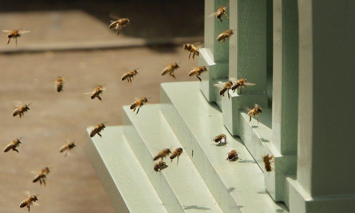 Thousands of Bees Attack People at Arizona Mosque