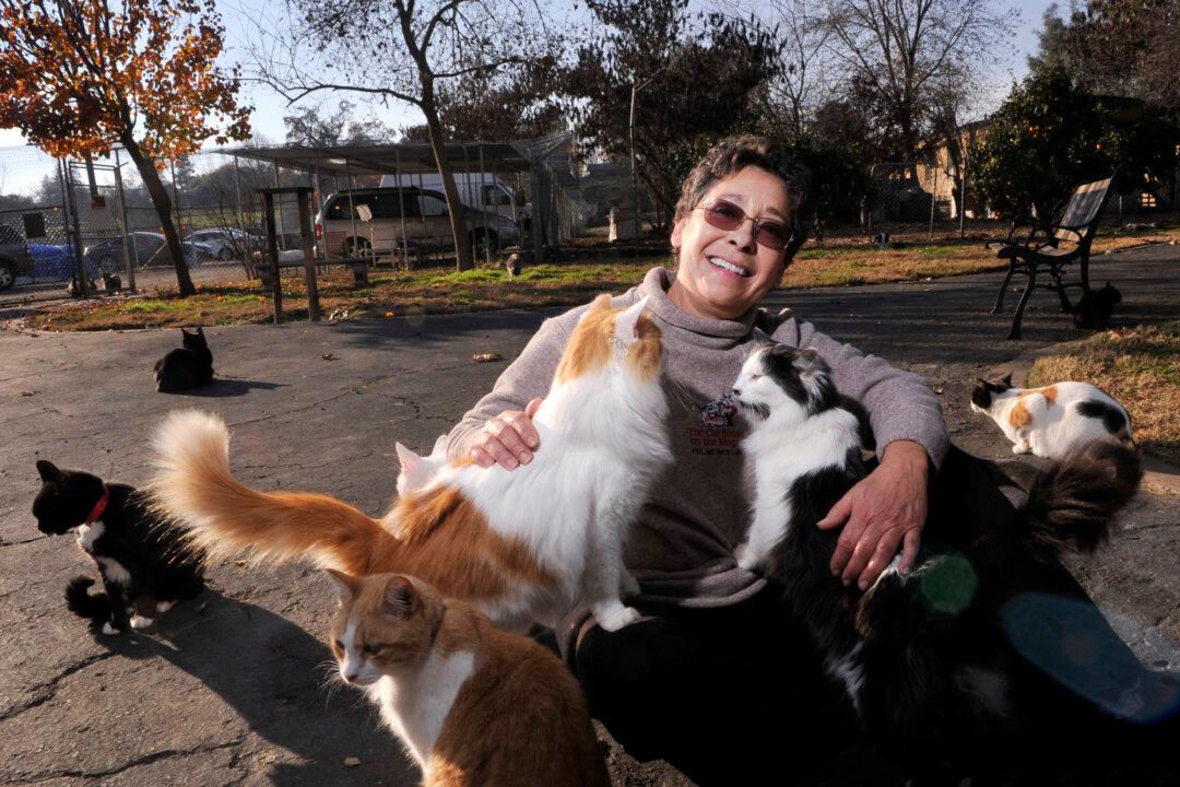 California Woman Gives up Home to Care for Thousands of Cats