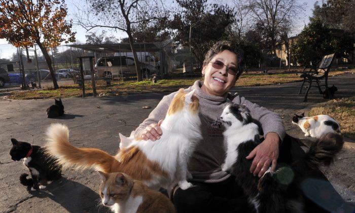 California Woman Gives up Home to Care for Thousands of Cats