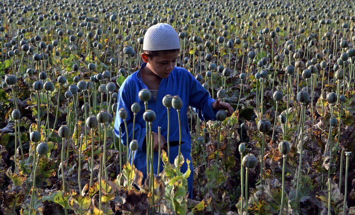 The child of an Afghan farmer harvests opium sap from a poppy field in Surkh Rod District, Nangarhar Province, on May 5, 2015. (Noorullah Shirzada/AFP/Getty Images)