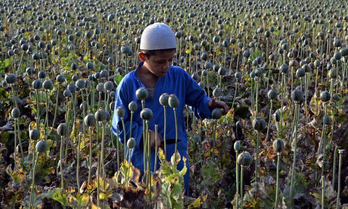 Report Shows Increase in Afghanistan Opium Poppy Cultivation