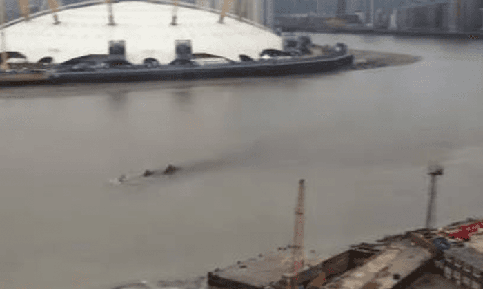 What Is This Mystery Giant ‘Monster’ Swimming in a London River Near an Arena?