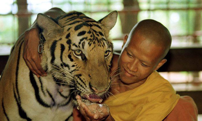 Tigers ‘Functionally Extinct’ in Cambodia