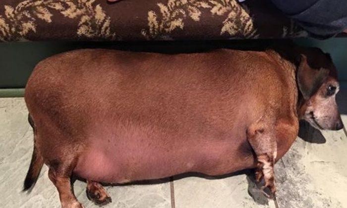 This Morbidly Obese Dog Lost a Ton of Weight, and Now He Looks Totally Different