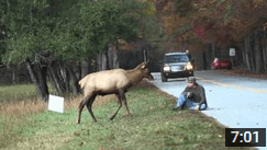‘Elk vs. Photographer’ Viral Video Carries Serious Backstory About Treating Wildlife