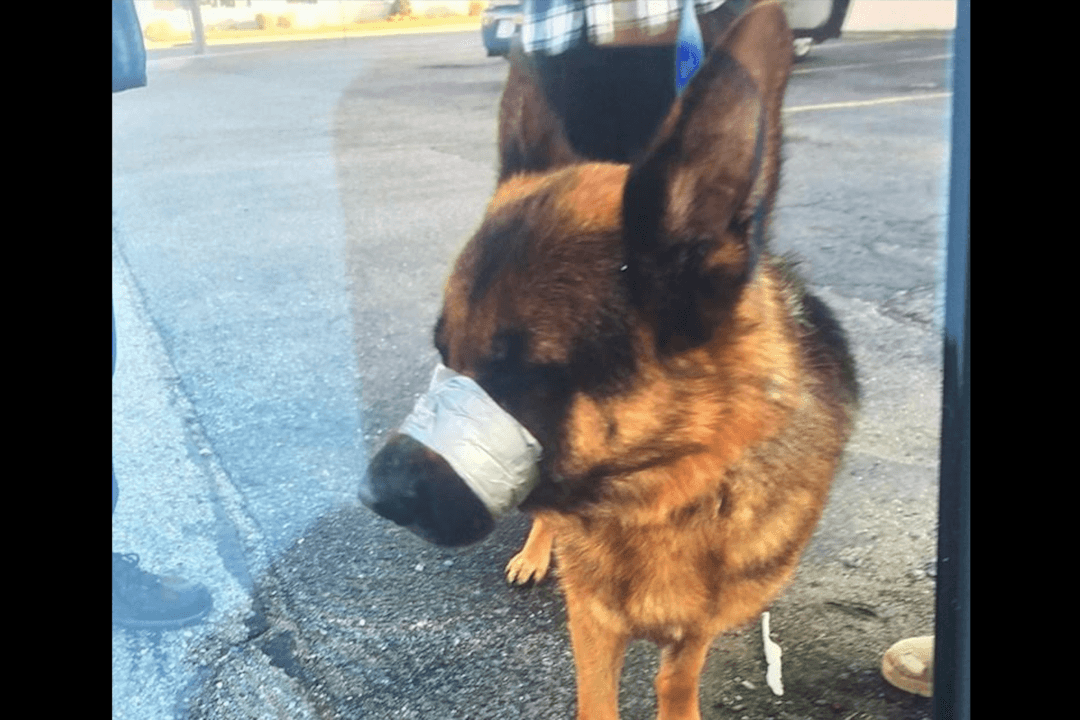 Dog Found on Highway with Mouth Shut by Duct Tape