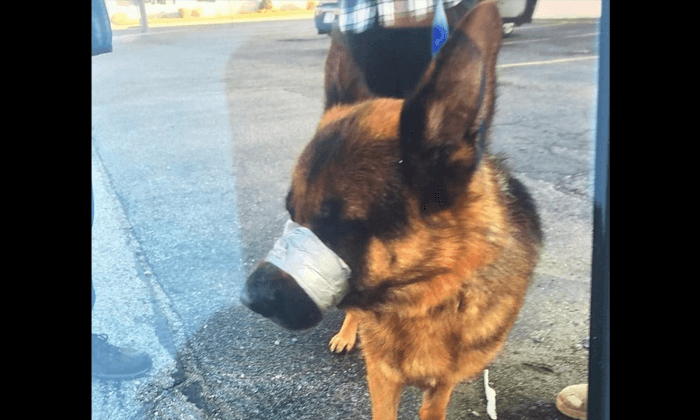Dog Found on Highway with Mouth Shut by Duct Tape