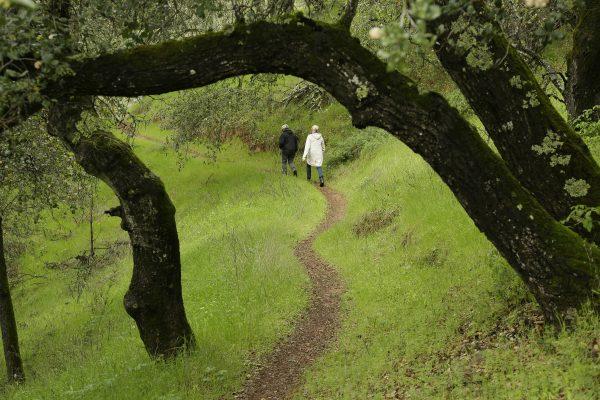 Along with the Napa Valleys world-famous wine-tasting trails, there are miles of scenic hiking trails. (AP Photo/Eric Risberg)