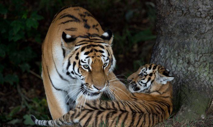 Wild Tiger Populations Increase 22%, Says WWF