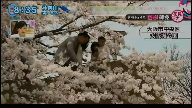 Japanese Contemplate Solutions To Protect Cherry Blossoms from Chinese Tourists
