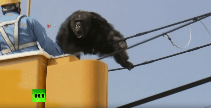 Caught on Tape: Curious Chimp Escapes Zoo, Leads Authorities on Dramatic Chase