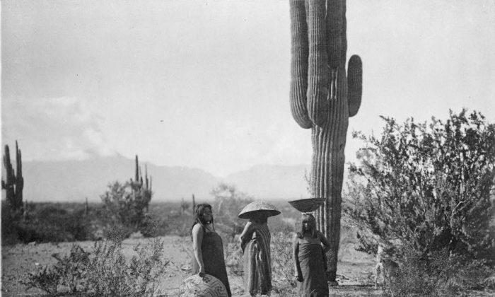 Saguaro fruit gatherers--Maricopa, Arizona, 1907. (Edward S. Curtis/Library of Congress)