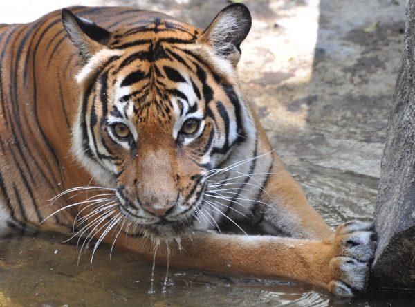 A Malayan tiger has a drink in this 2011 file photo. (wildhog1977/Flikr)