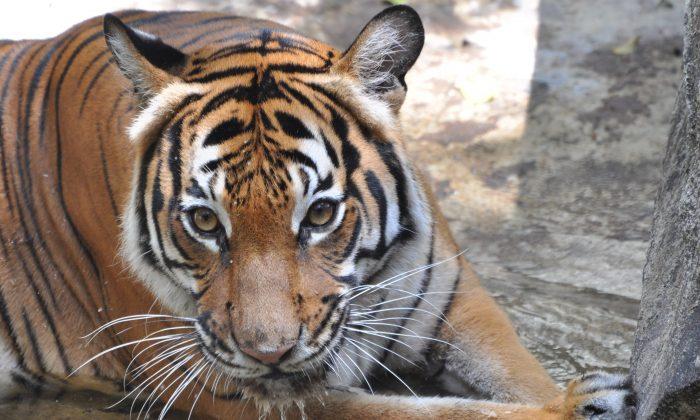 Man Hospitalized After Tiger Bites His Arm at Florida Zoo: Officials