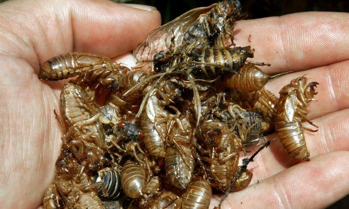 Billions of Cicadas Expected to Emerge Soon in Northeastern United States