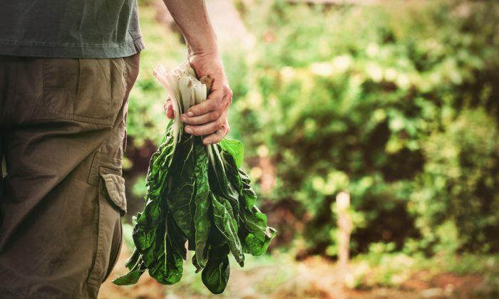 10 Protein-Packed Plant Foods
