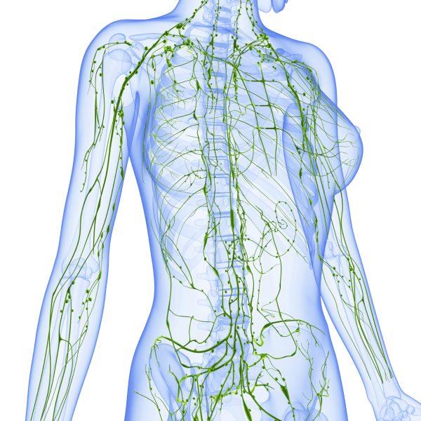 (Lymphatic System /iStock)