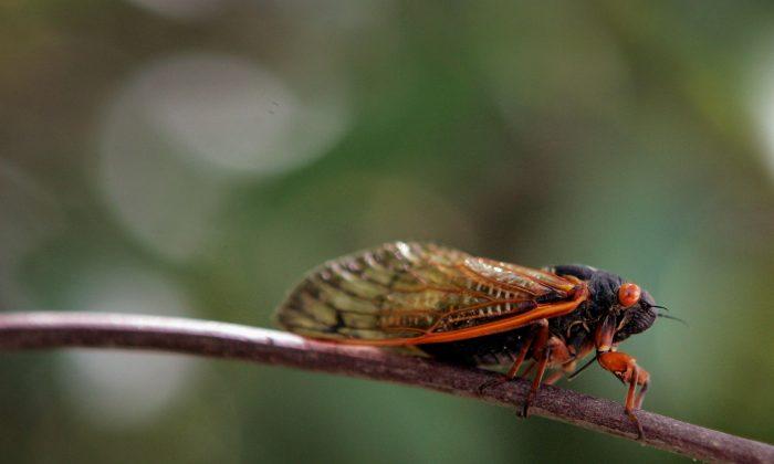 5 Things You Need to Know About Cicadas Before They Invade