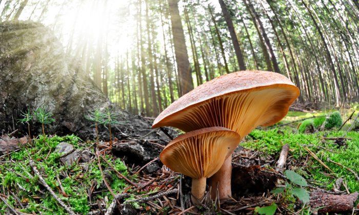 Healing the Earth With Mushrooms