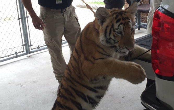 Tiger Found Wandering Around in Conroe, Texas, as Police Search for Owner