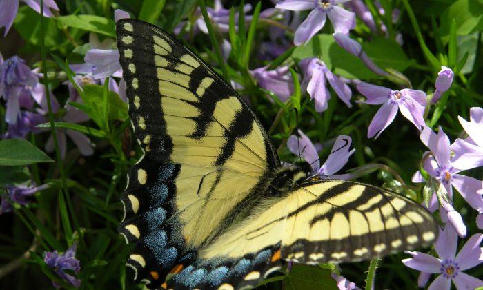 Gardeners Can Help Protect Butterfly Populations