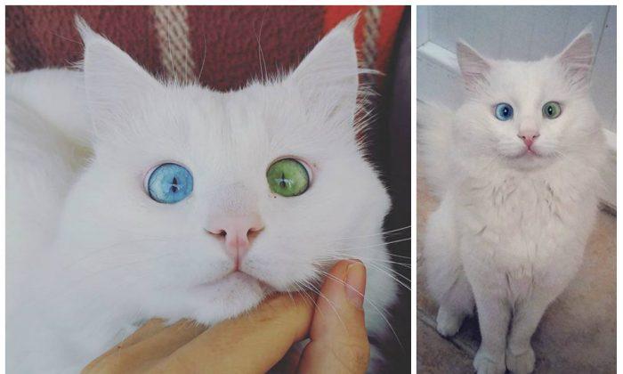 Instagram Cat With One Eye Blue, One Eye Green Brings Rare Breed to Mainstream