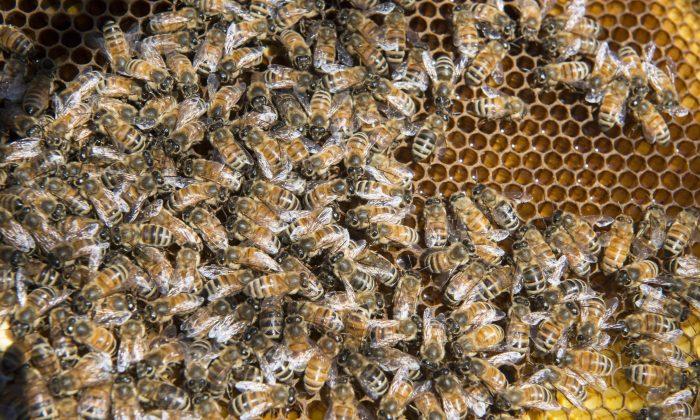 Florida Residents Report Large Quantities of Dead Bees After Zika Pesticide Spraying