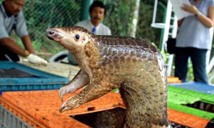 This Chinese Restaurant Can Get You Freshly-Slaughtered Meat From the Critically-Endangered Pangolin