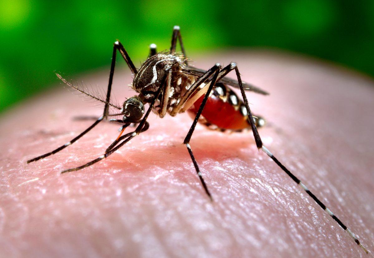 This 2006 photo shows a female Aedes aegypti mosquito acquiring blood from a human host in Atlanta. (Centers for Disease Control and Prevention/James Gathany via AP)
