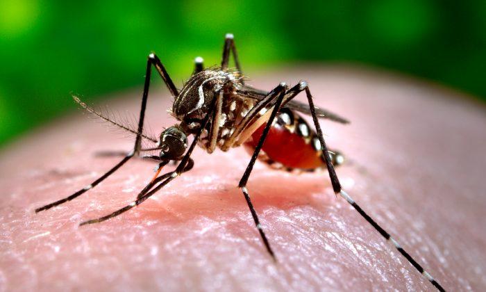 Zika Virus Detected in ‘More Aggressive’ Mosquito Species