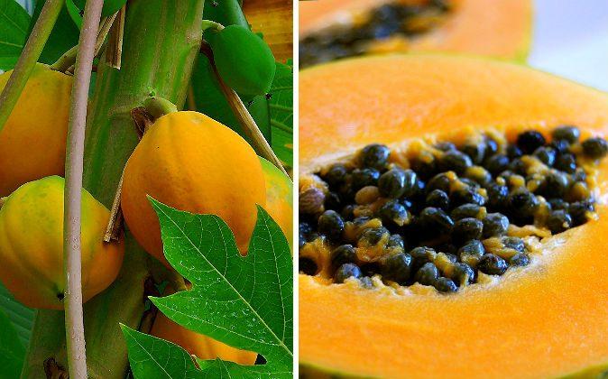 11 Proven Papaya Benefits
