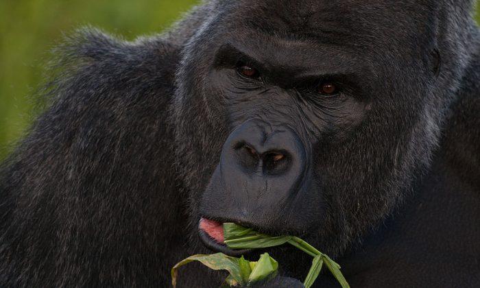 Police Investigating Shooting of Gorilla at Cincinatti Zoo
