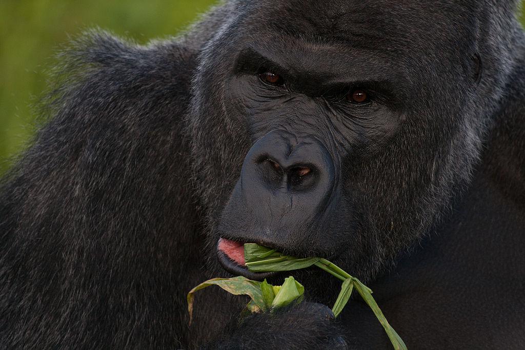 Witnesses: Gorilla Threw Boy ‘10 Feet up in the Air,’ No Way to Get Him Back