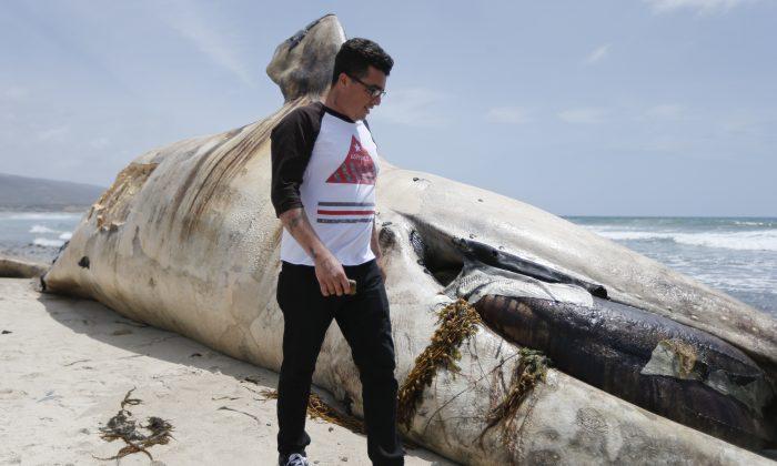 60,000-Pound Whale Carcass Removed From California Beach