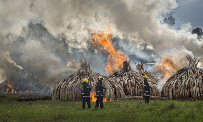 Kenya Burns 105 Tons of Ivory Tusks