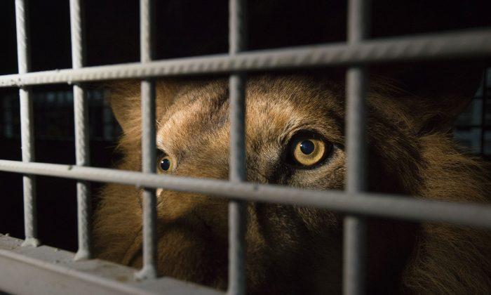 Two Rescued Circus Lions Have Died in South Africa, Group Says