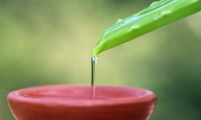 7 Amazing Healing Powers of Aloe Vera