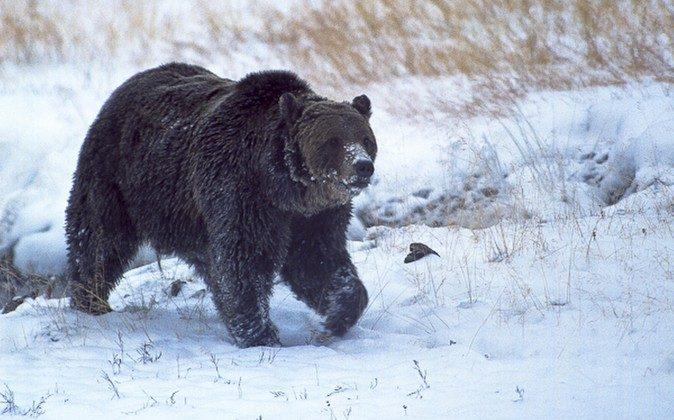 Famous Yellowstone Grizzly Bear ‘Scarface’ Found Shot, Killed; Sparks Investigation